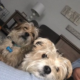 Fundraising Page: Cheri Boisvert